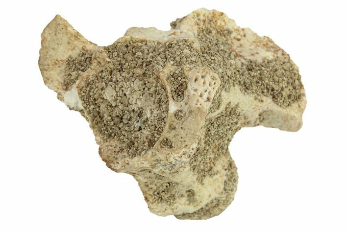 Fossil Sea Snake (Palaeophis) Vertebra - Morocco #277584